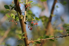 Phyllanthus reticulatus